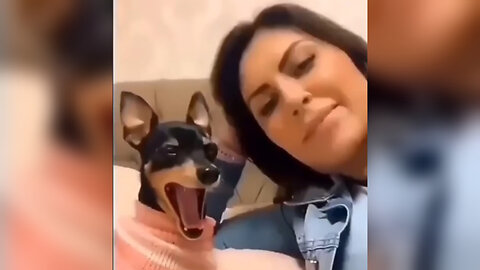 CRAZY Dogs Pet Clips 🐶🤣 Best Cute Viral Clips to watch