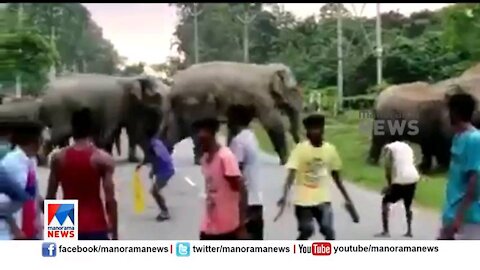 A herd of elephants crossing road and one of them gets angry, and run towards the people.