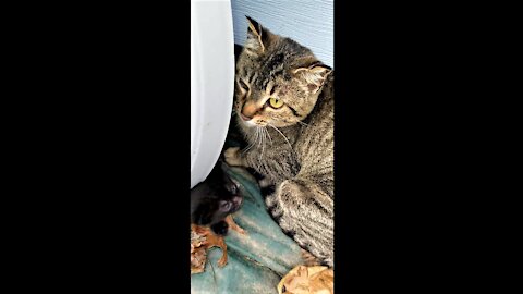Hissy moved the kittens again, I found them.😻🐈🐾ひっしーさんがまた子猫を移動させたので、見つけました🐈。🐾😻