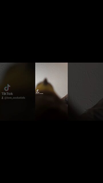 it's a dinosaur #tiktok #birds #cockatiel