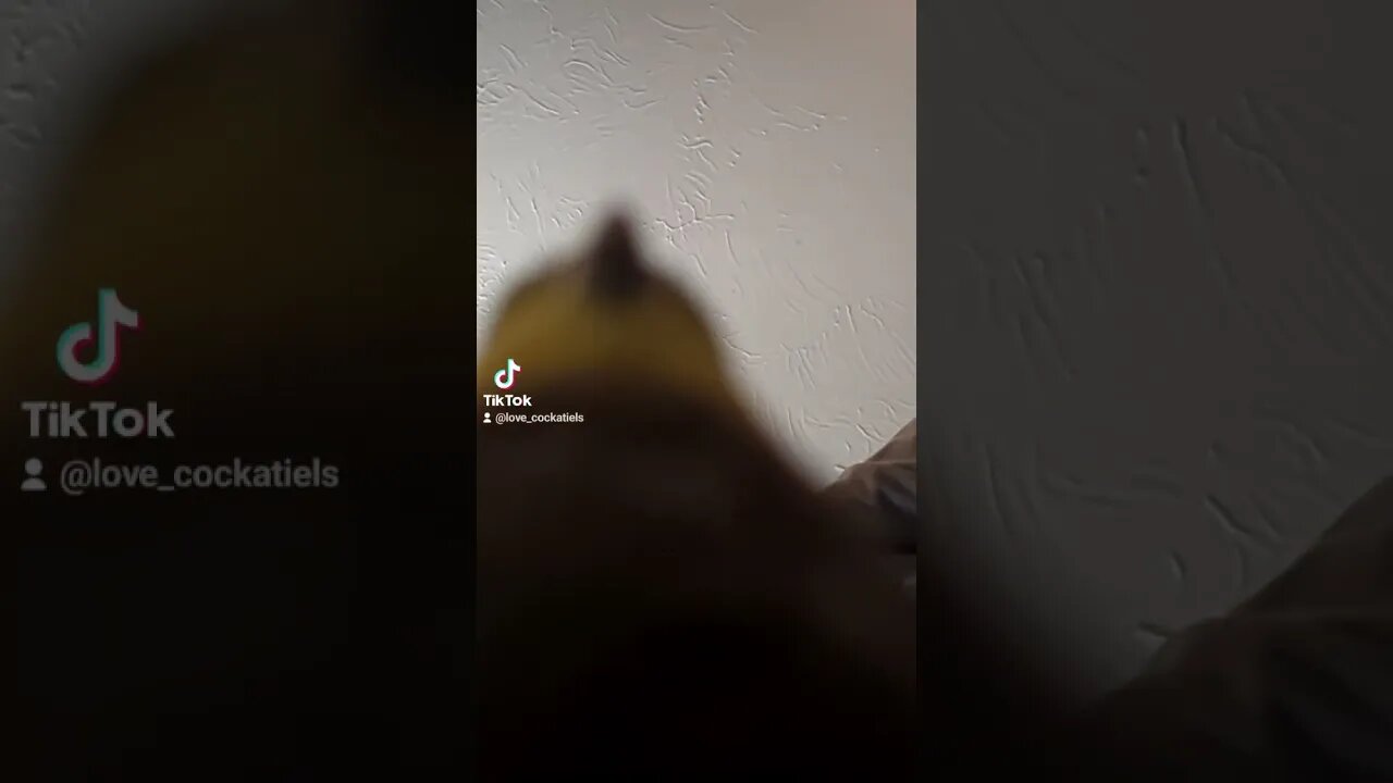 it's a dinosaur #tiktok #birds #cockatiel