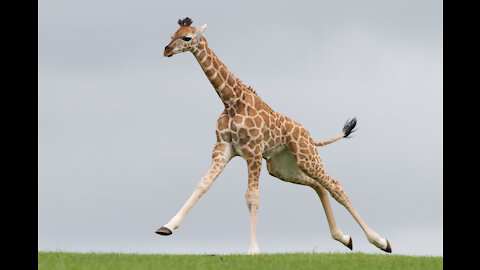 Giraffe dance so funny