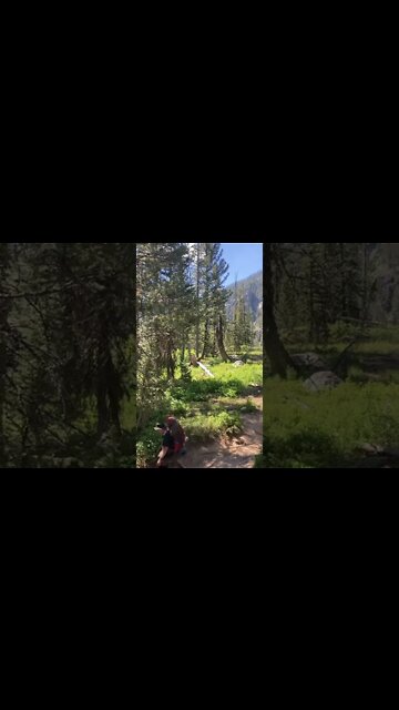 Mama and baby bear, grand Tetons. Take your #4wd to the #outdoors. #jeep #honda #diy
