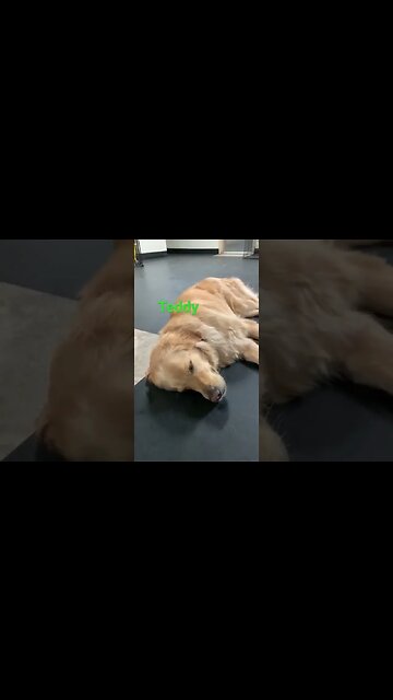 [Shorts 0042] TEDDY [#dogs #doggos #doggies #puppies #dogdaycare]