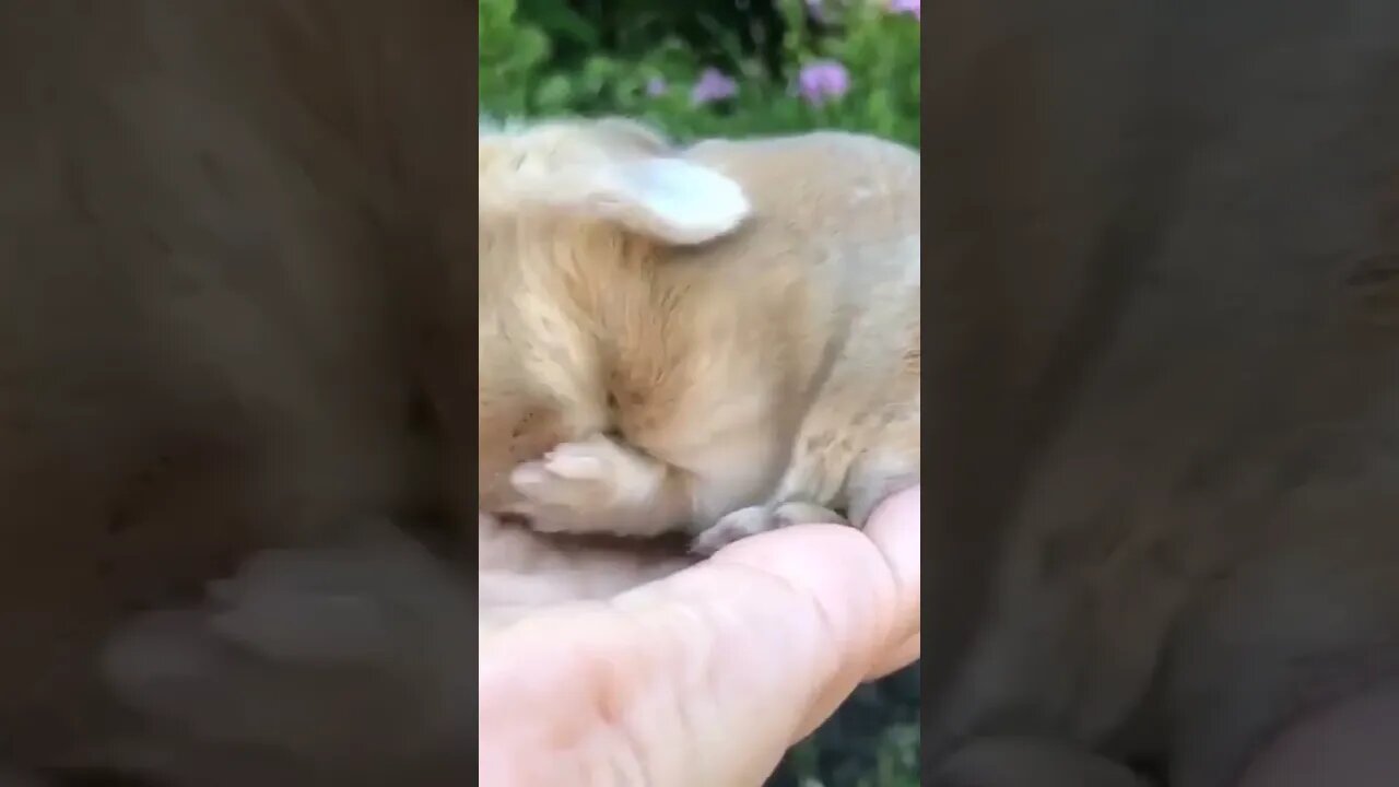 #bunny