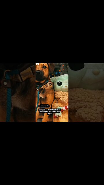 Dog Training #dogtraining