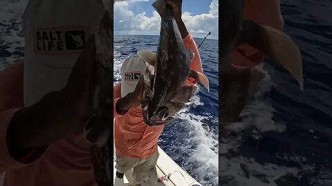 It’s Snowing in Florida! Snowy Grouper from 700 feet #fishing #grouper #deepdrop #deepsea