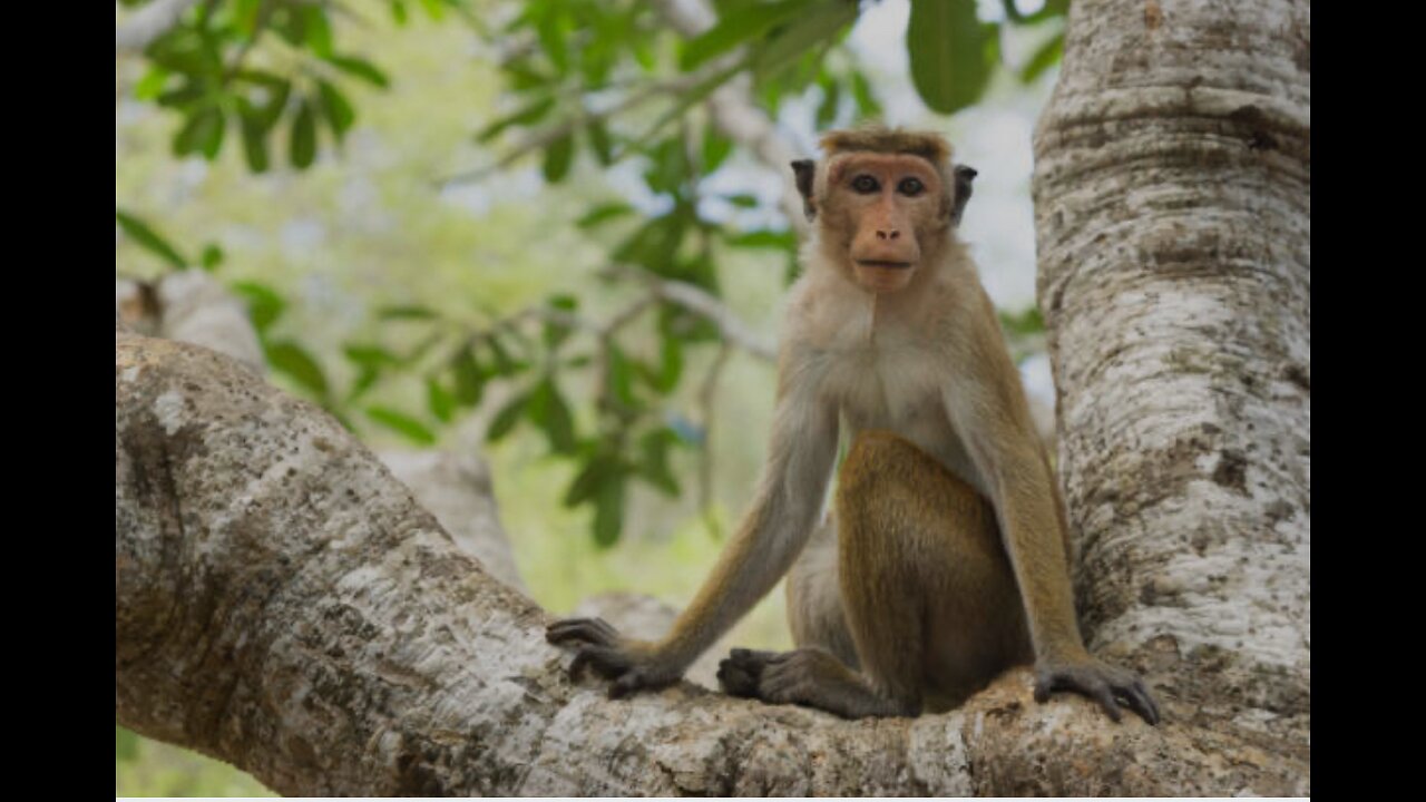 Monkey Eating Jackfruit 🐒💚