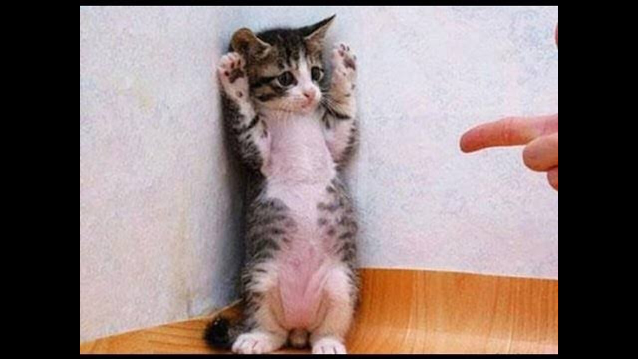 😹 Cat's Stupid Actions - Funniest Cats Extraction Video 😇 - Funny Cats Life