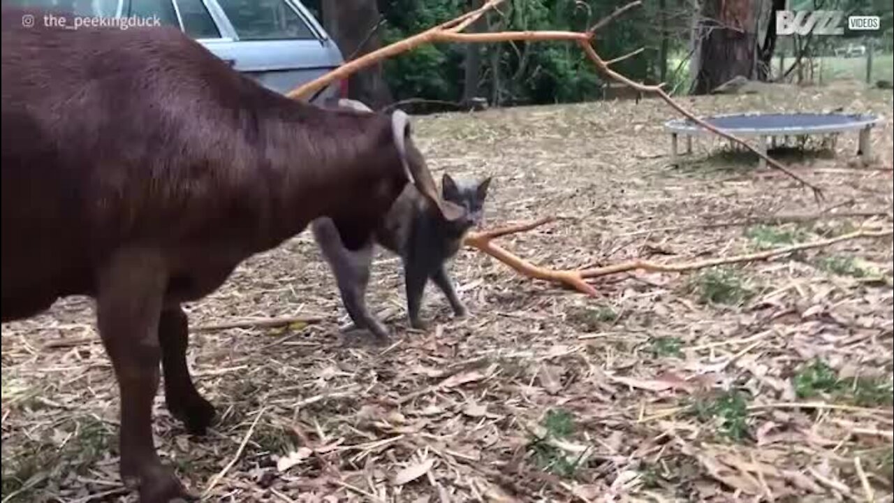 Ne jamais tourner le dos à une chèvre !