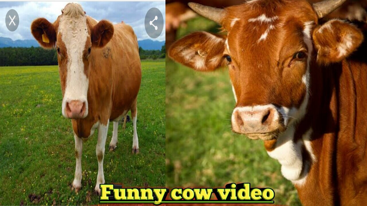 Funny cow video.Lovely Cow.Cute and lovable cow video.