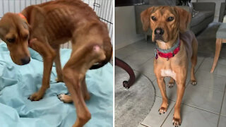 Dog left in Fort Pierce dumpster reunited with those who saved her