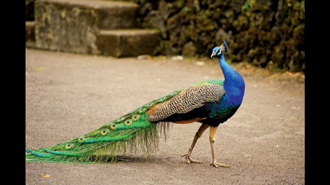 Cute peacock...............................................