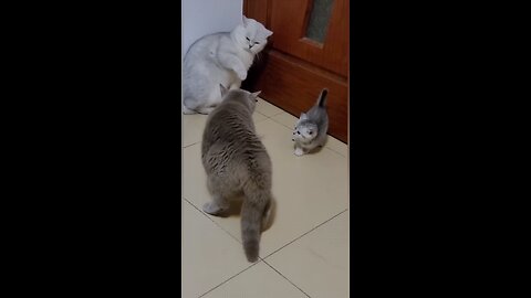 Funny Cat Fight 🙀😂😂 #funny #comedy #cat