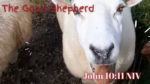 The Good Shepherd - John 10:11 NIV