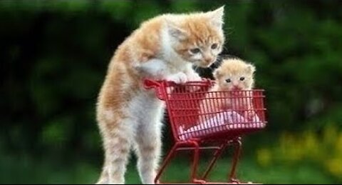 😍 Cute Cats and Funny Dogs Videos Compilation 2021 😍