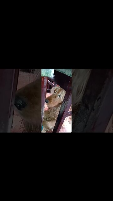 #dogshow, #amimals , #dogs , #shorts