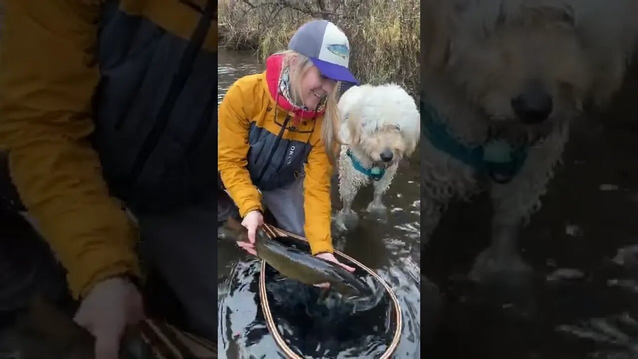 Pescando com o Dog #shorts