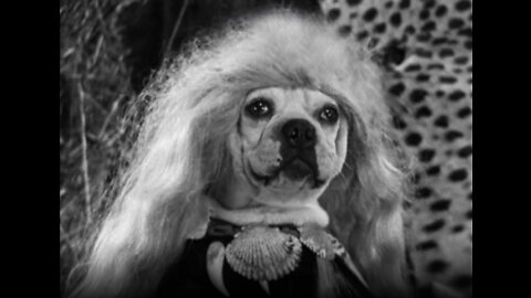 Short Film For Dog Lovers 7