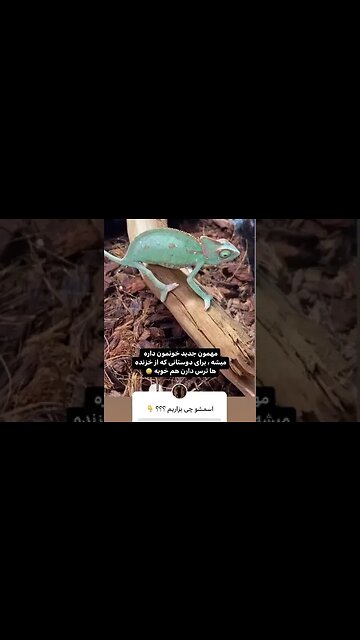 Dog and chameleon is my pet the chameleon Chameleon in my house Chameleon is my pet dog cat تیدا سگ