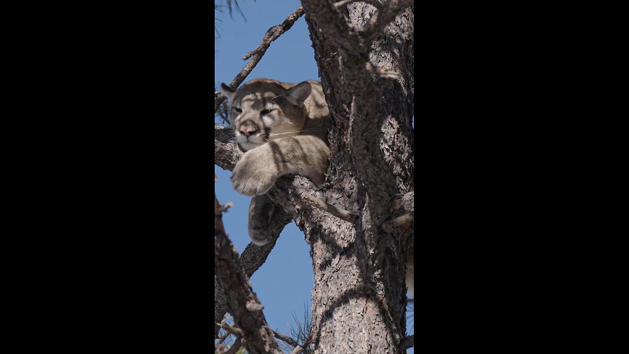 CRAZY BOW SHOT on a mountain lion! #bowhunting #mountainlion #cougar