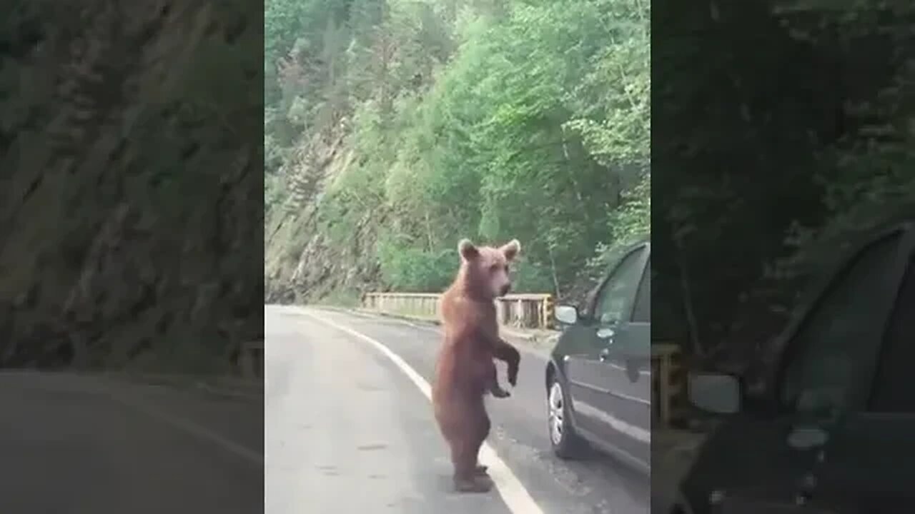 Bear