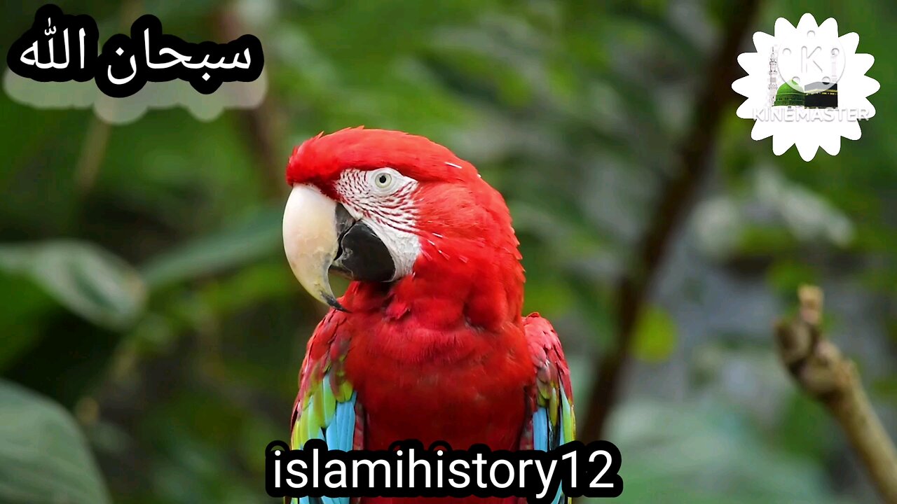 RED BLU PARROT