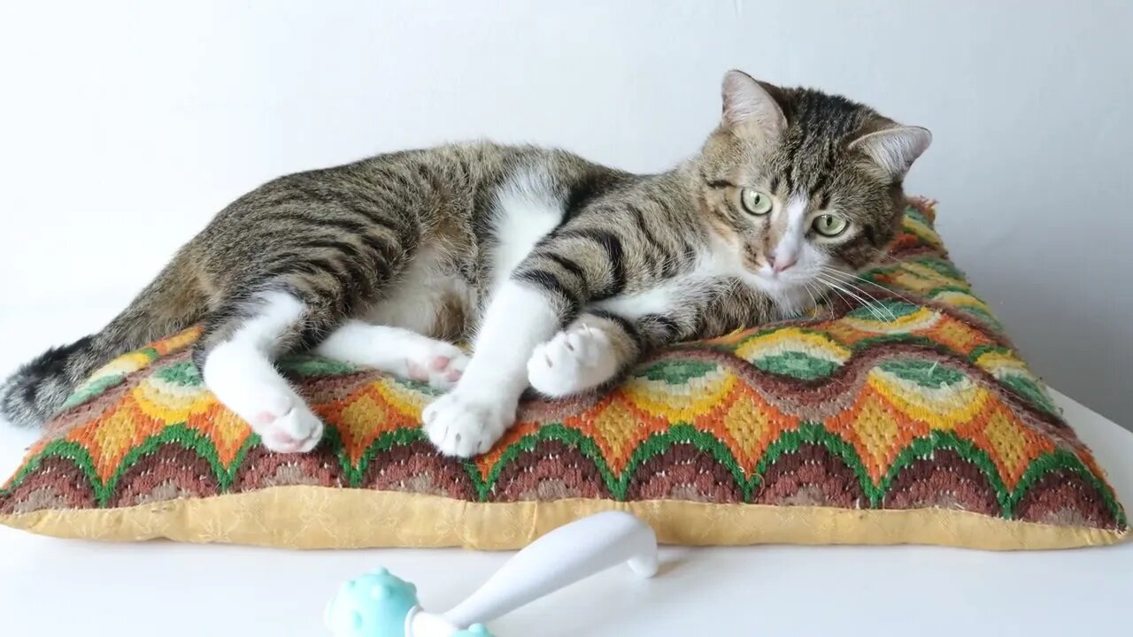 Cute Cat Plays on a Pillow