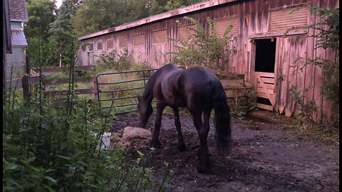 Monday Morning with the Horses