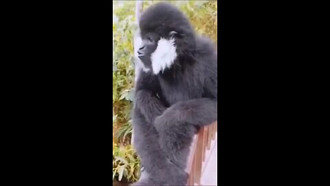 monkey saound