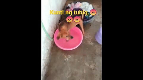 IKAW KAYA MALIGO SA PLANGGANA.. 🤣 🤣 https://rumble.com/vvuw7q-crazy-dog..-.html