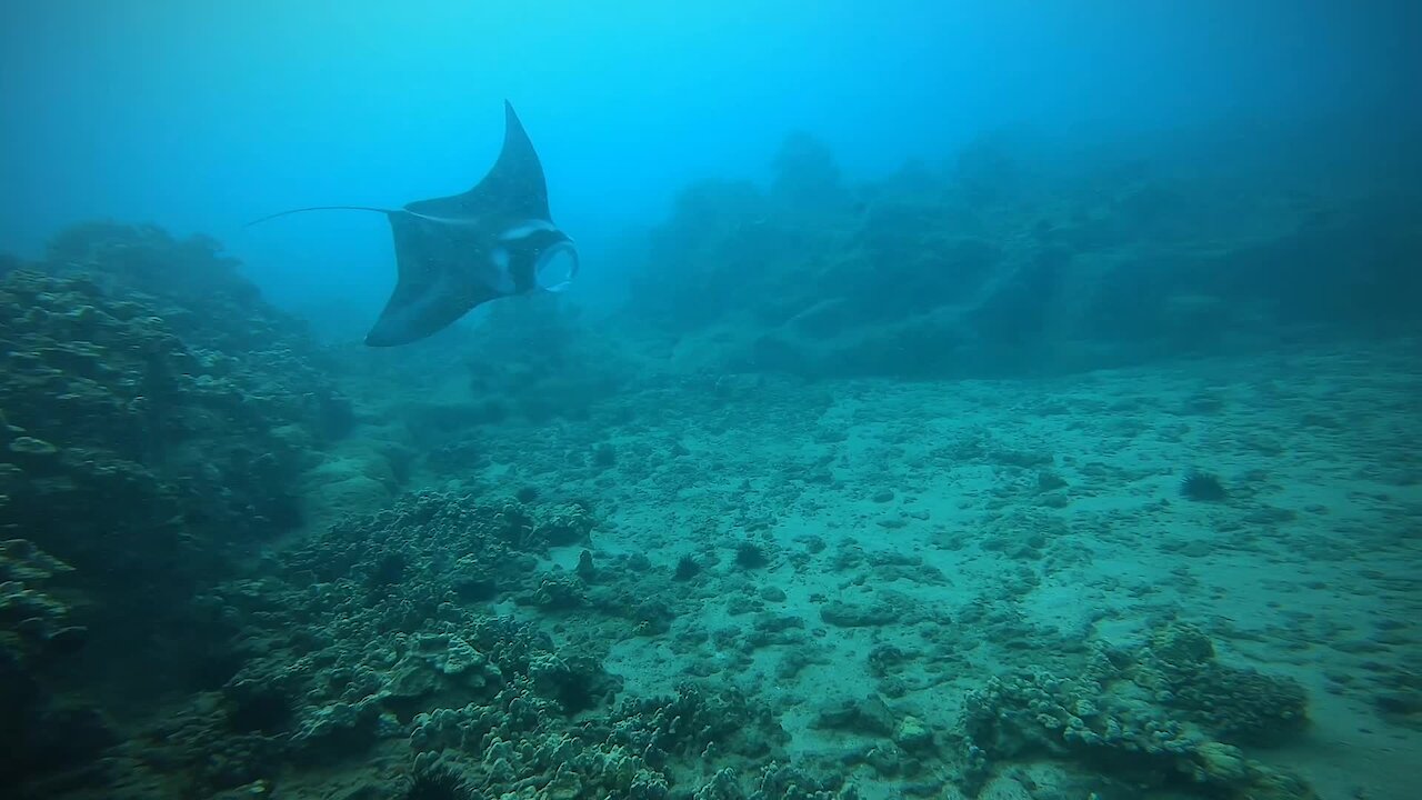 Diving with manta ray off the coast of Maui