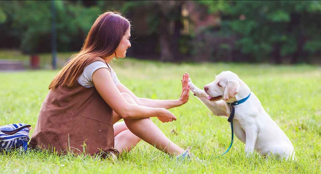 Cute dog playing and burking video,2021