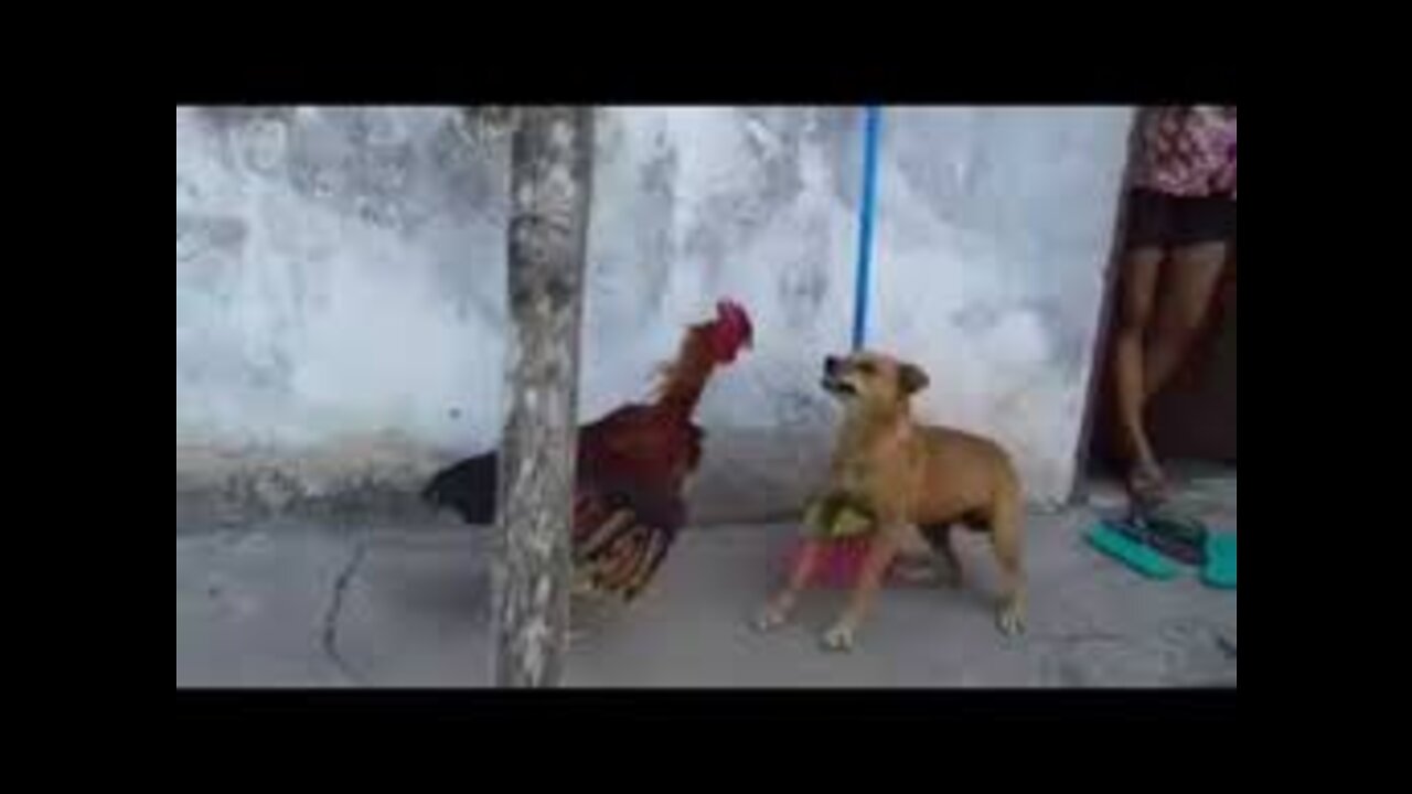 Video of a chicken hitting a dog🤣🤣😂💔