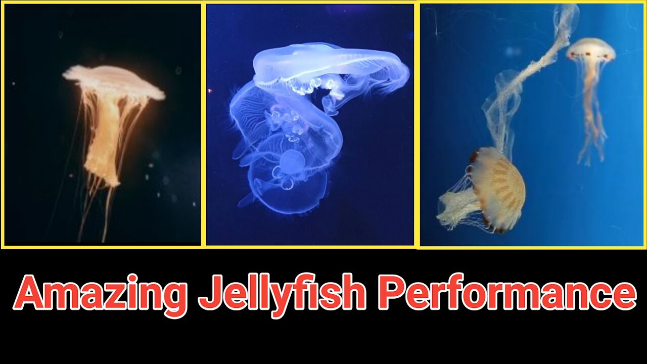 Amazing Jellyfish Performance