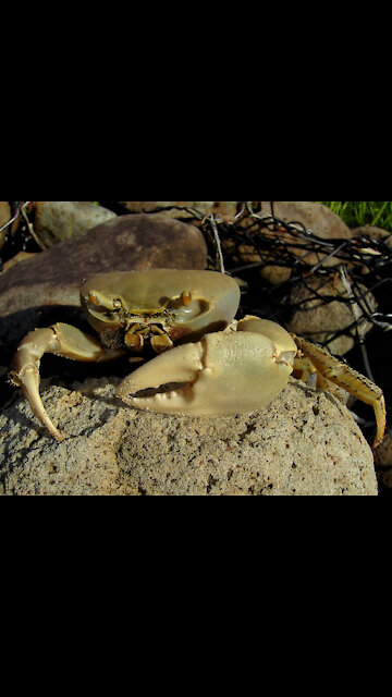 Tiny land crab