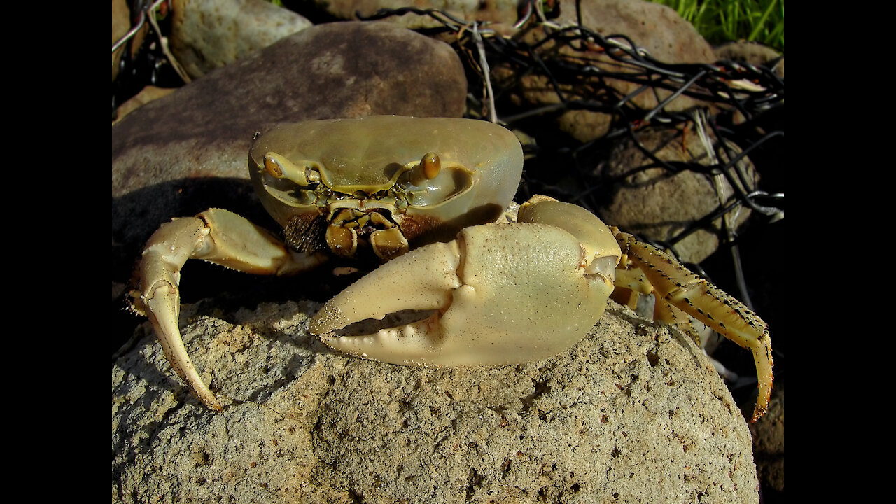 Tiny land crab