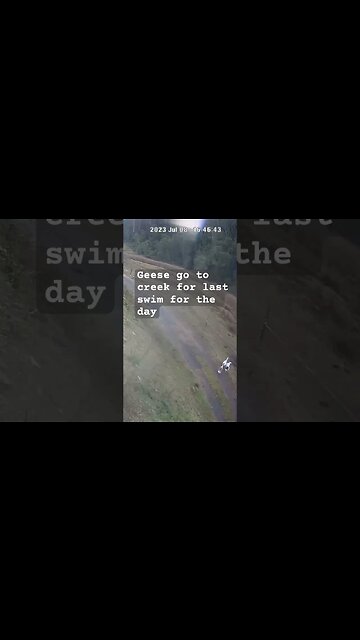 Farm surveillance. Geese go to creek