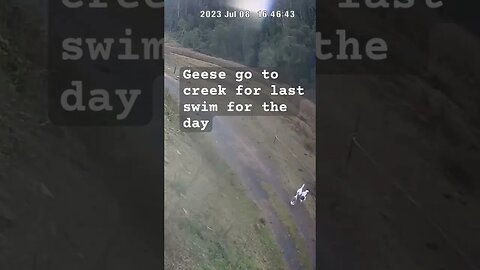 Farm surveillance. Geese go to creek