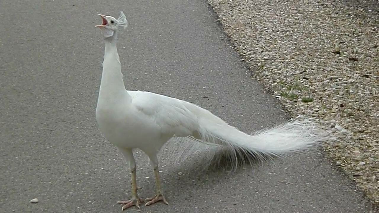 White peacock opening feathers. The most beautiful white peacock