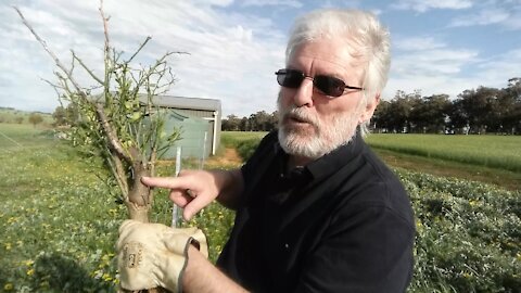 In with the fruit trees - out with the wild radish!