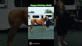 Happy Gotchadate birthday Molly! #shorts #serviceanimal #killpenrescue #therapyhorse