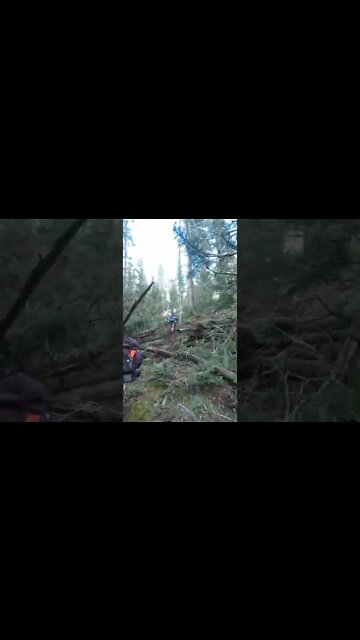More trees down on a Philmont trek #shorts
