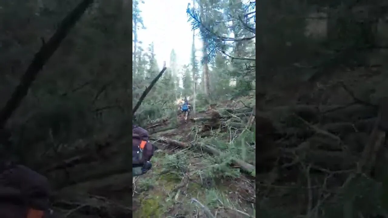 More trees down on a Philmont trek #shorts