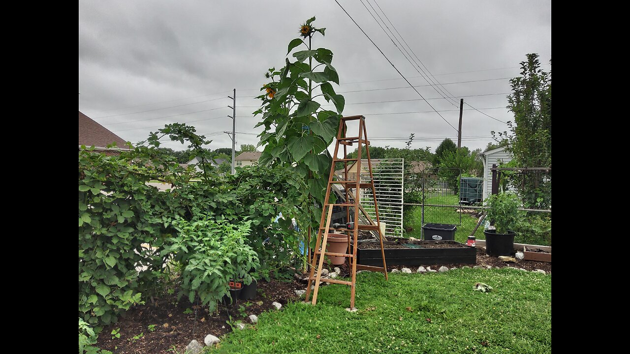 Staking Up A 12 Foot Tall Sunflower Plant 8/15/23