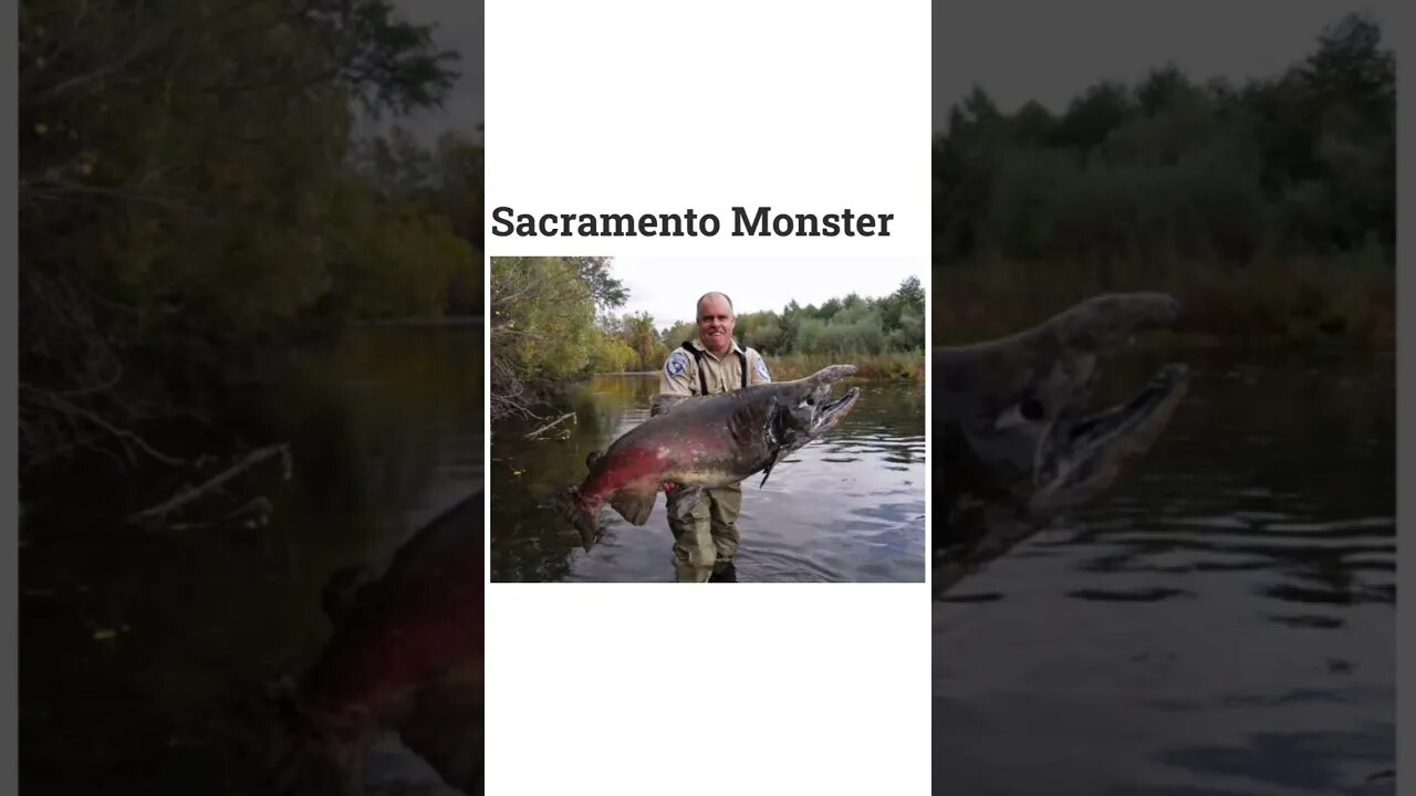 Biggest King Salmon every caught