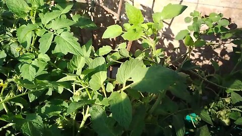 A Quick Look at a Abandoned Tomato Plant