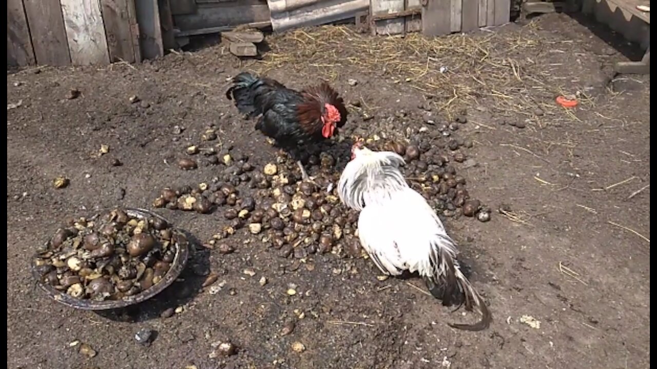 A fight between an old and a young rooster, who will win!