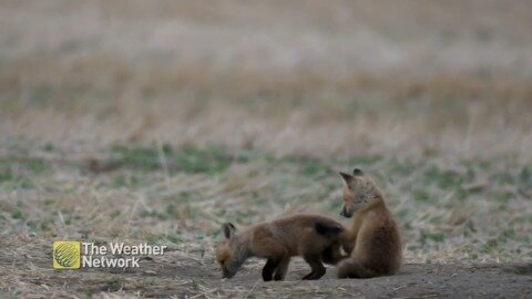 Fox cubs have a lazy play in southern Alberta