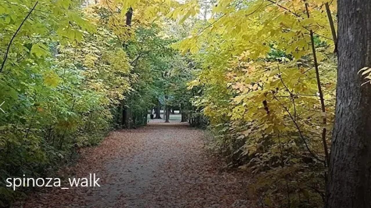 Autumn walk among the leaves changing color.